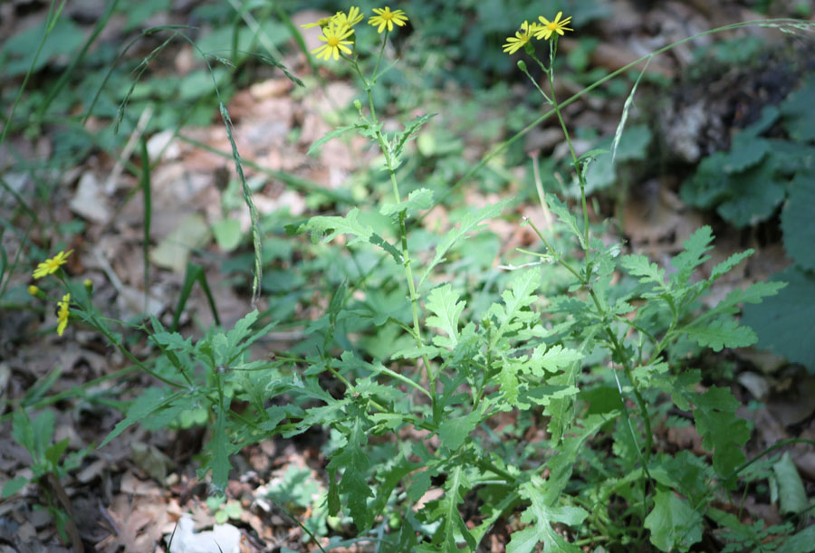 Senecio squalidus / Senecio squallido